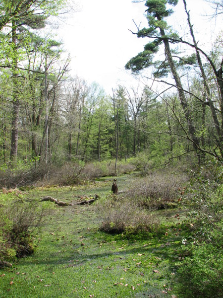 Wool-grass - Mannagrass mixed shrub marsh pool. Credit: Betsy Leppo